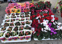 Mercado semanal de Can Picafort 