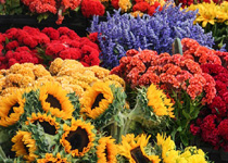 Mercado semanal de Caimari