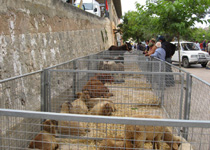 Mercat setmanal de Sineu