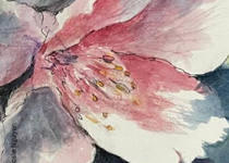 XV Fira de la flor d'ametler 