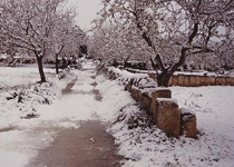 ‘Santanyí nevat, Santanyí florit’ 