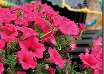 MMXXV Costitx en Flor  